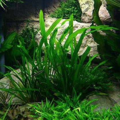 Echinodorus Uruguayensis