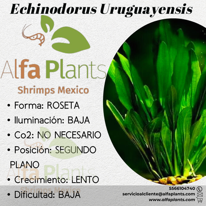 Echinodorus Uruguayensis