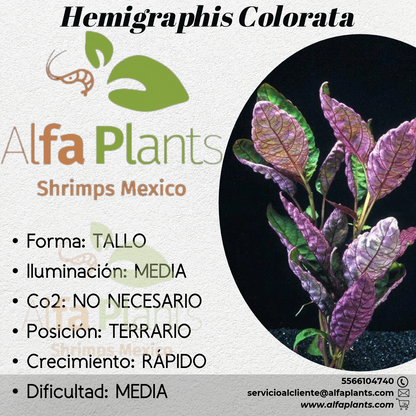 Hemigraphis Colorata