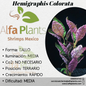 Hemigraphis Colorata