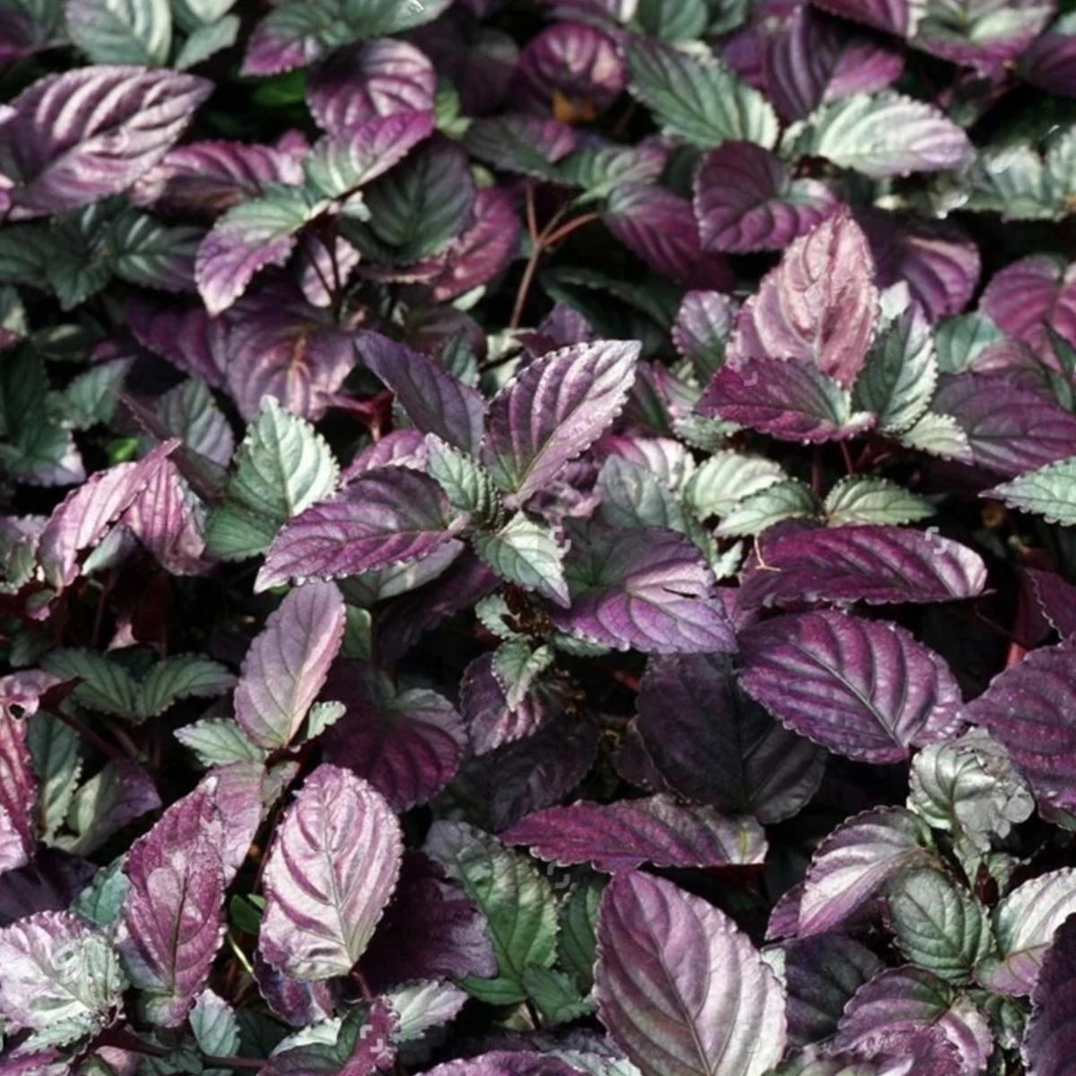 Hemigraphis Colorata