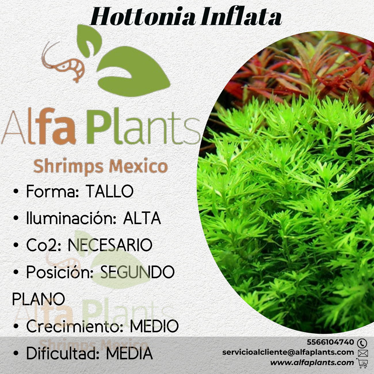 Hottonia Inflata