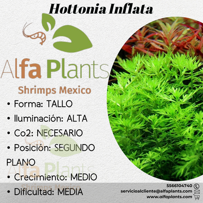 Hottonia Inflata