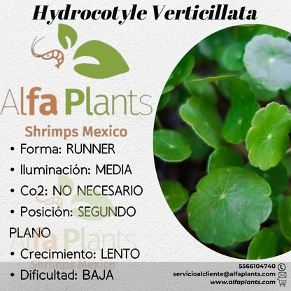 Hydrocotyle Verticillata