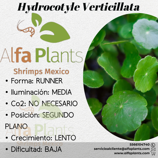 Hydrocotyle Verticillata