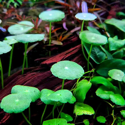 Hydrocotyle Verticillata