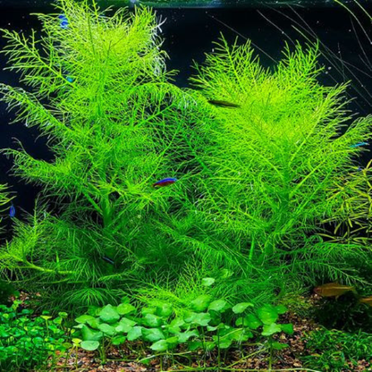 Hygrophila Balsamica