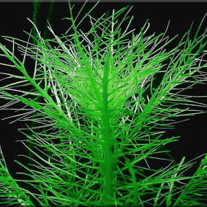 Hygrophila Balsamica