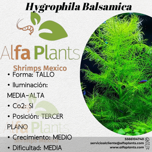 Hygrophila Balsamica
