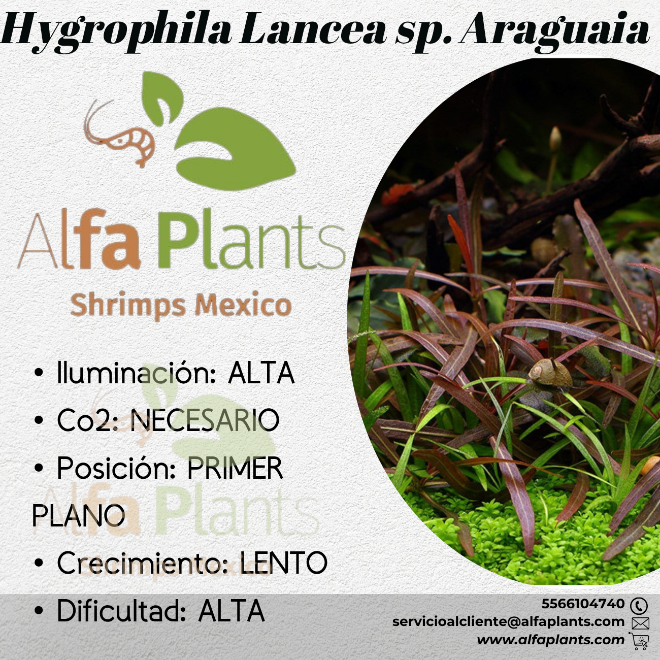 Hygrophila Lancea sp. Araguaia