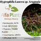 Hygrophila Lancea sp. Araguaia