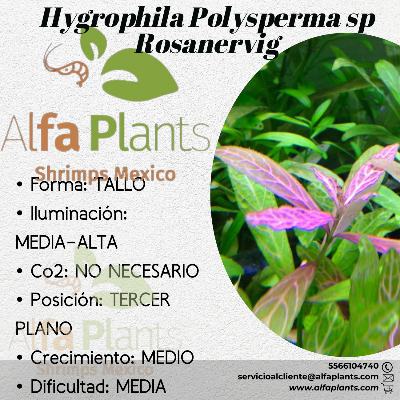 Hygrophila Polysperma sp Rosanervig