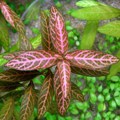 Hygrophila Polysperma sp Rosanervig