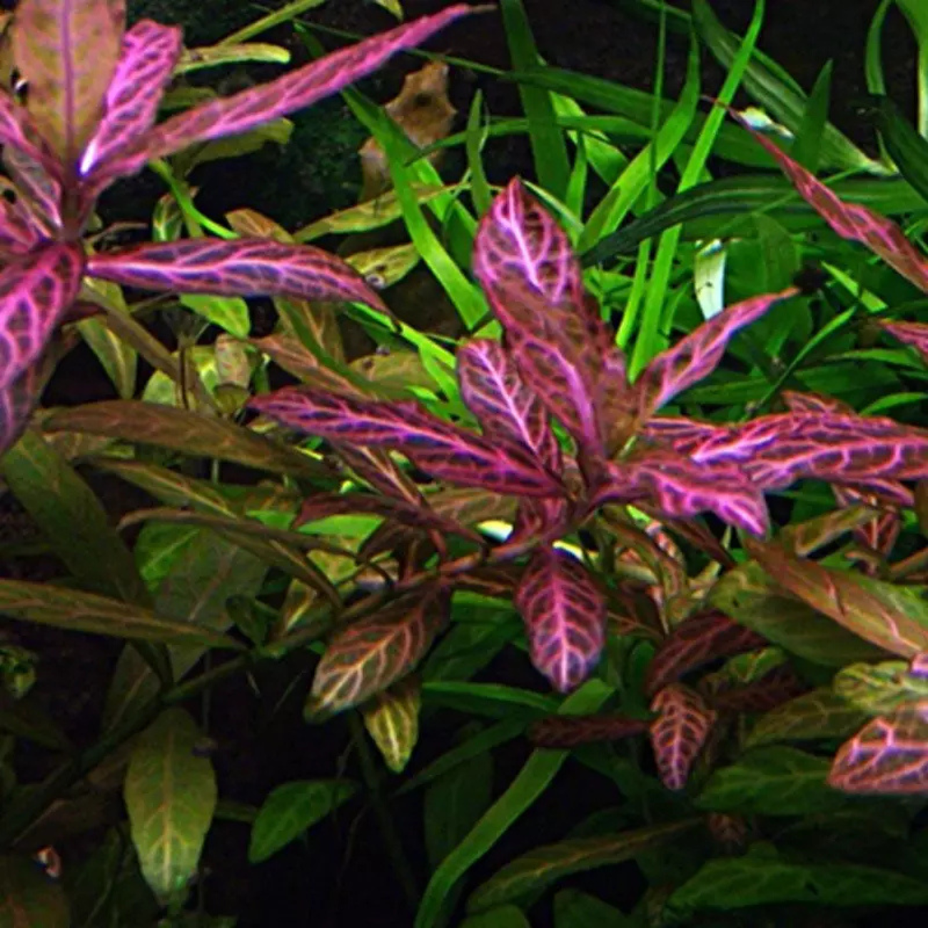 Hygrophila Polysperma sp Rosanervig