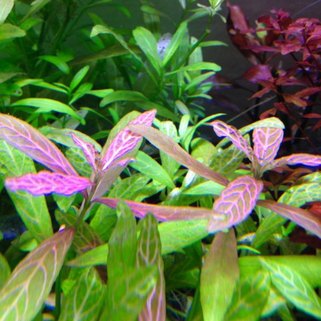 Hygrophila Polysperma sp Rosanervig
