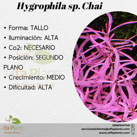 Hygrophila sp. Chai