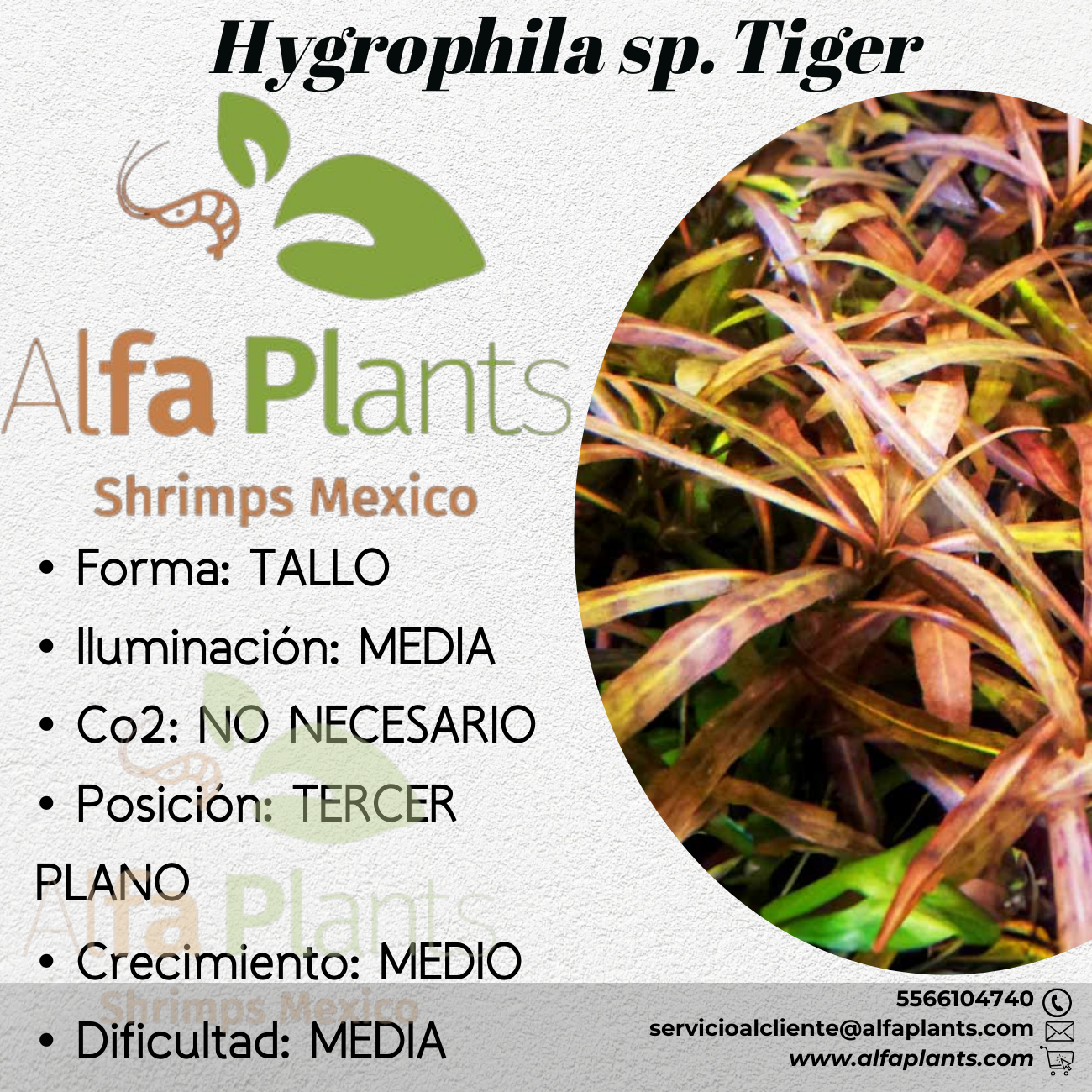 Hygrophila sp. Tiger