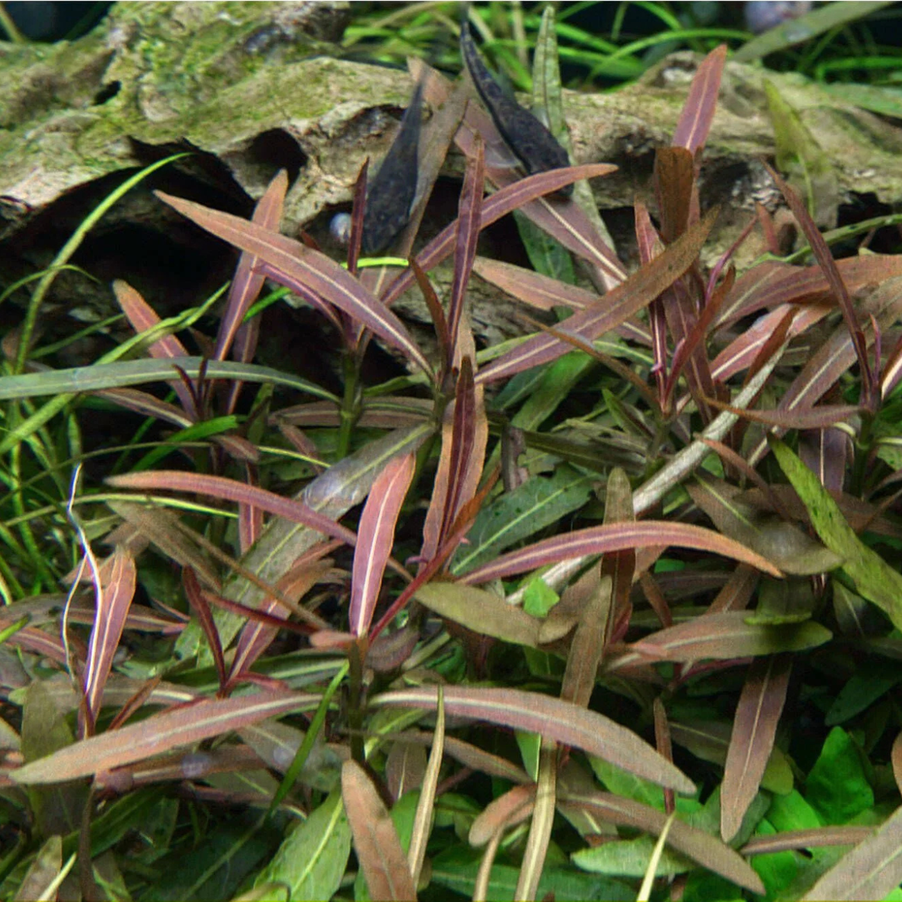 Hygrophila sp. Tiger