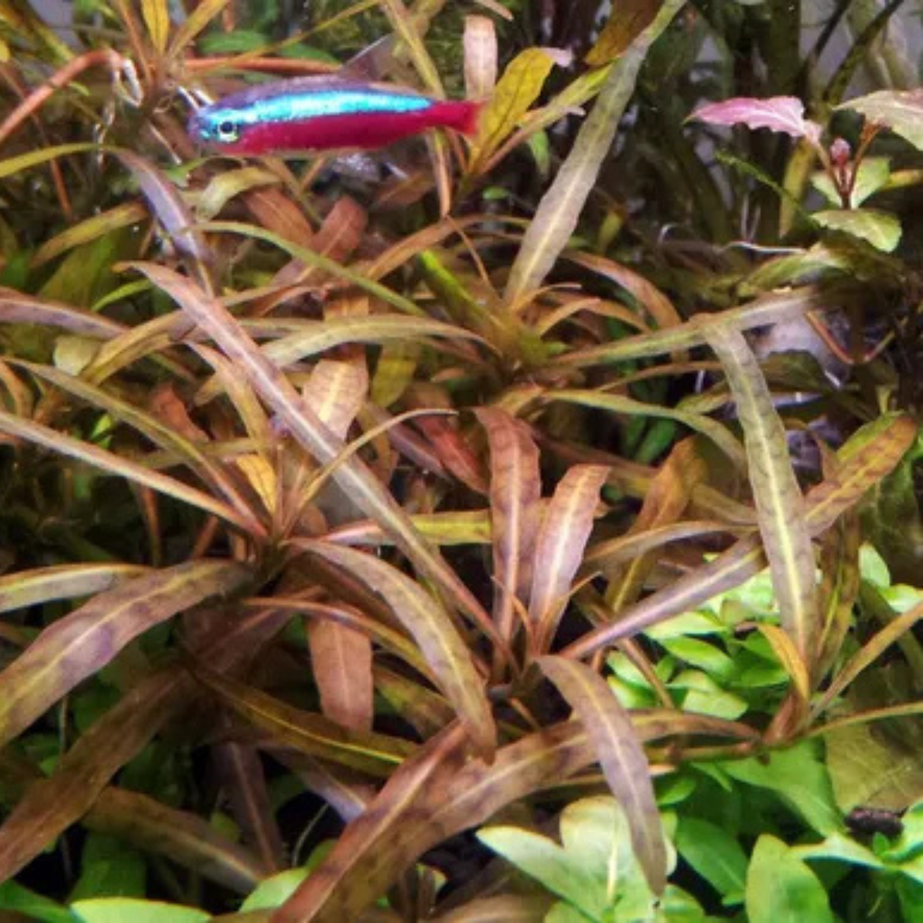 Hygrophila sp. Tiger