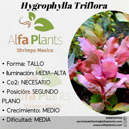 Hygrophylla Triflora