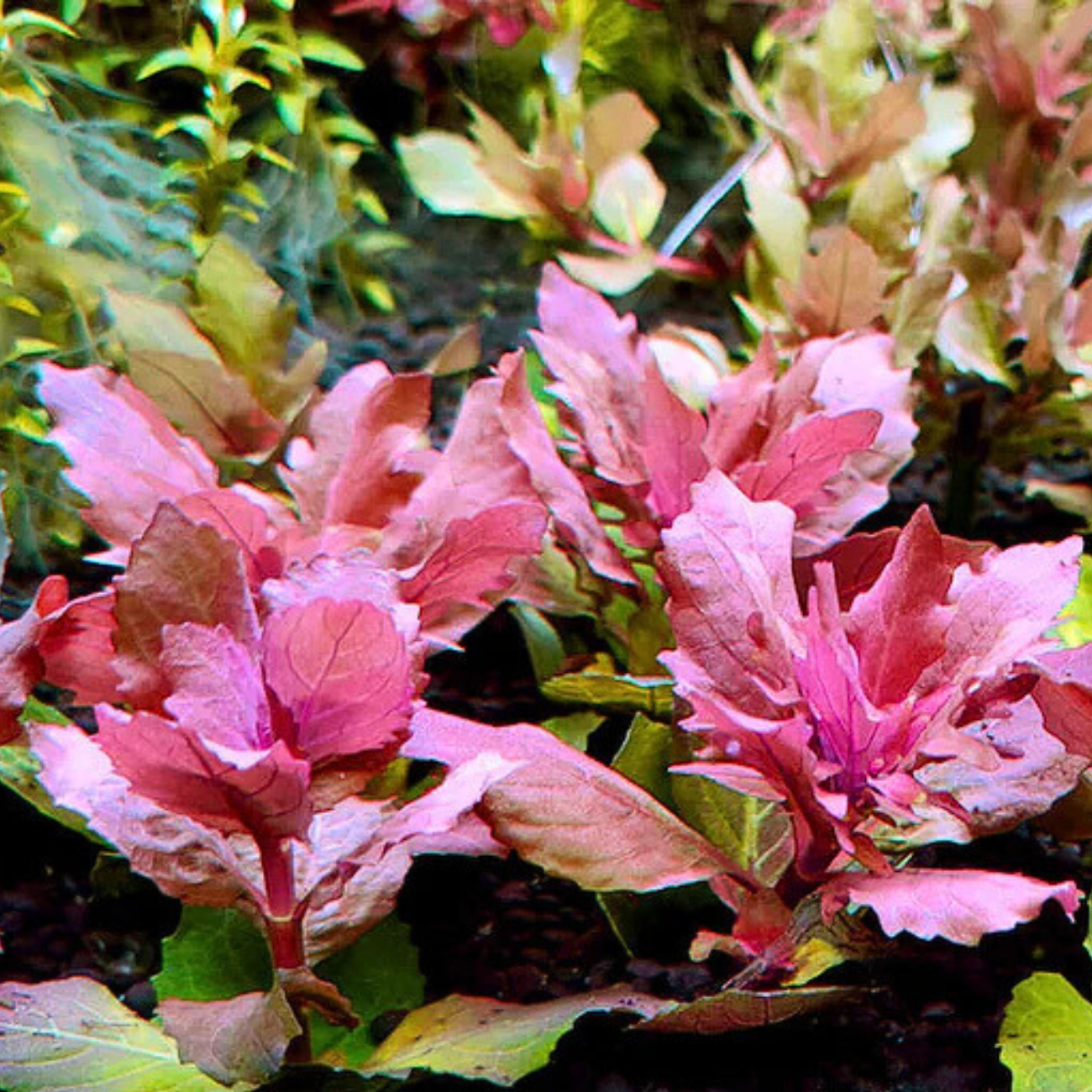 Hygrophylla Triflora