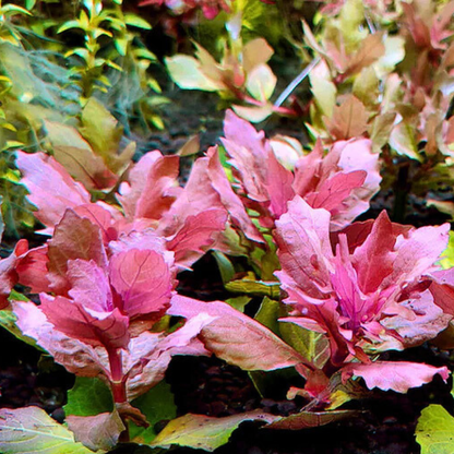 Hygrophylla Triflora