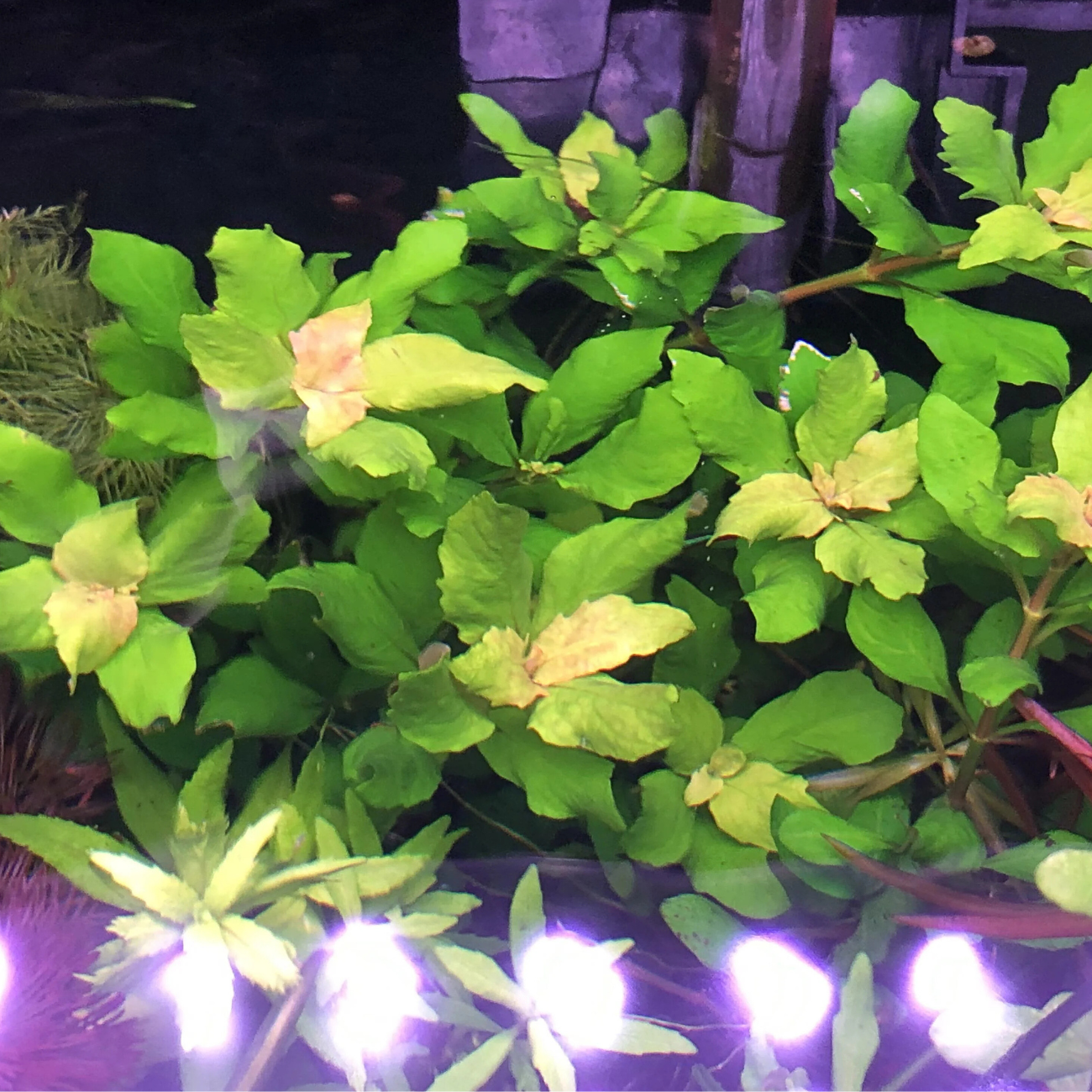 Hygrophylla Triflora