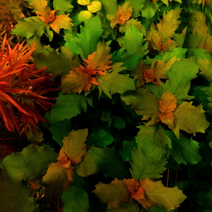 Hygrophylla Triflora