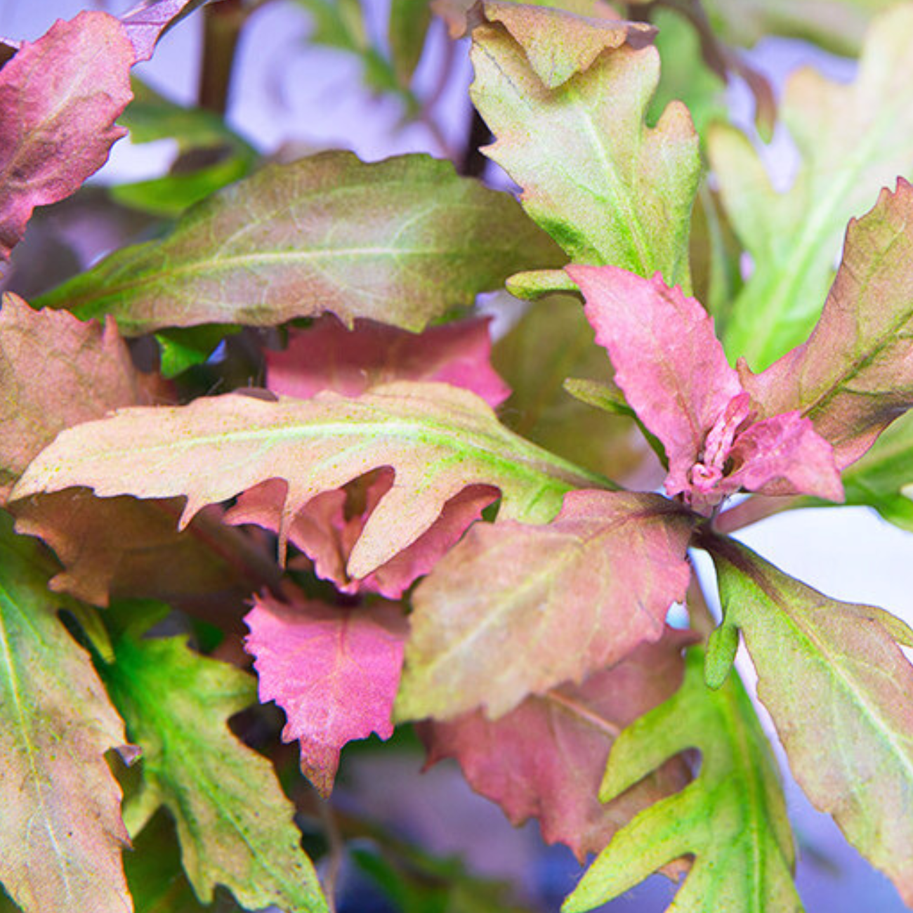 Hygrophylla Triflora