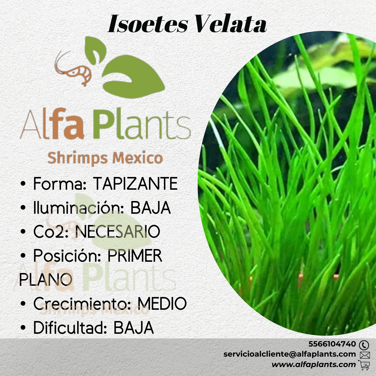 Isoetes Velata