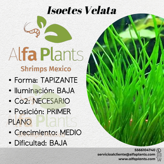 Isoetes Velata