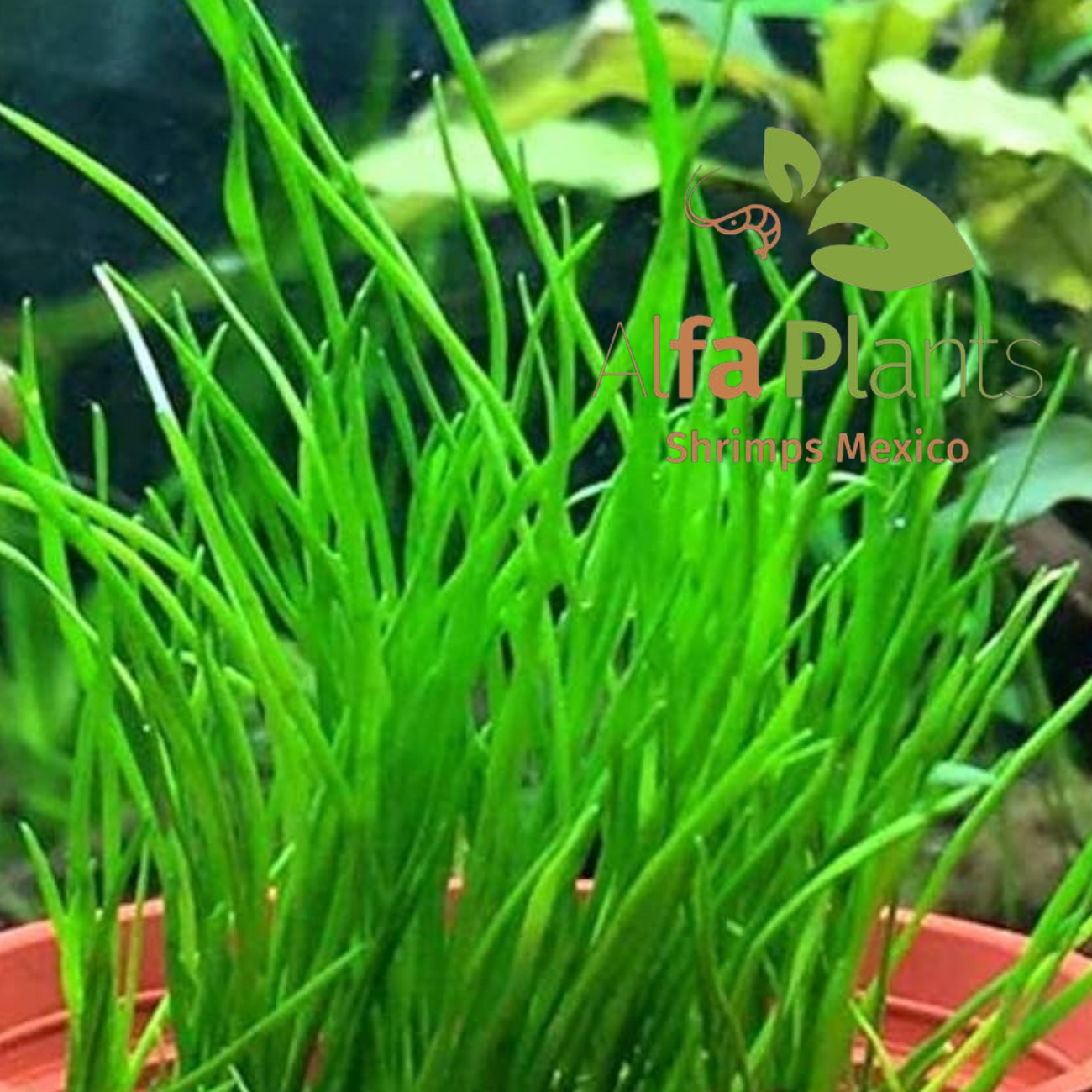 Isoetes Velata