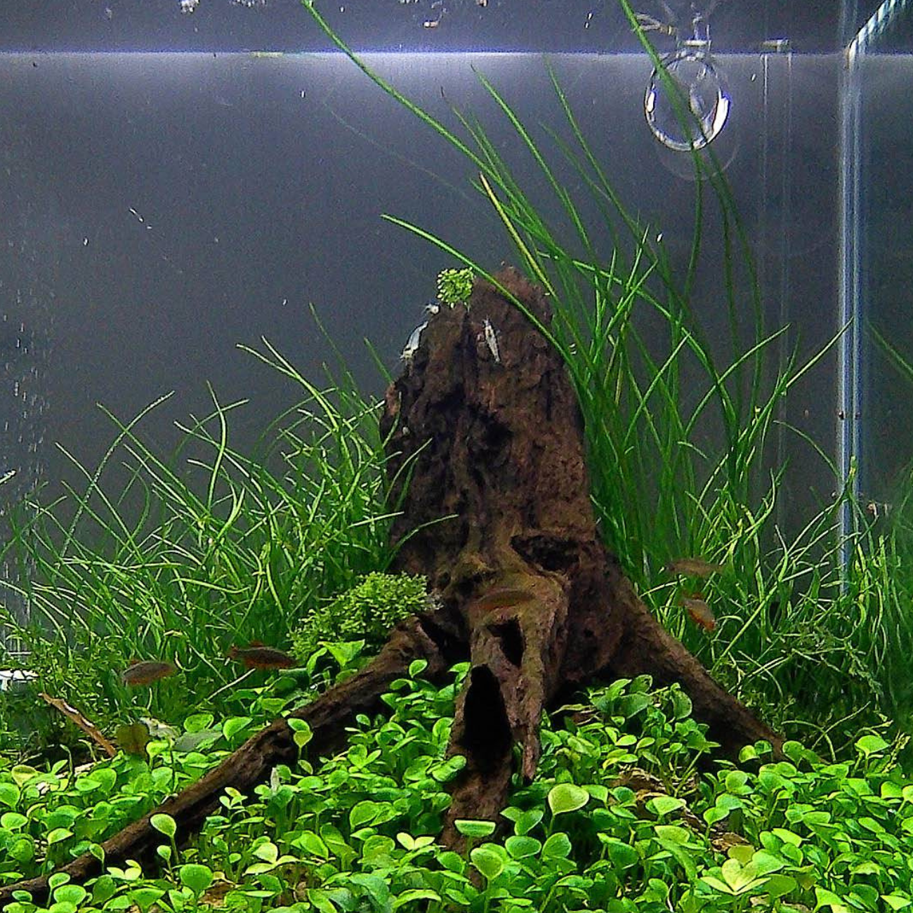 Isoetes Velata