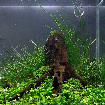 Isoetes Velata
