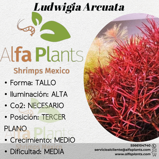 Ludwigia Arcuata