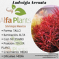 Ludwigia Arcuata