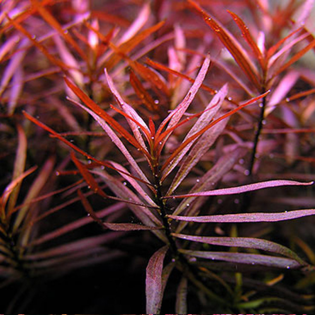 Ludwigia Arcuata