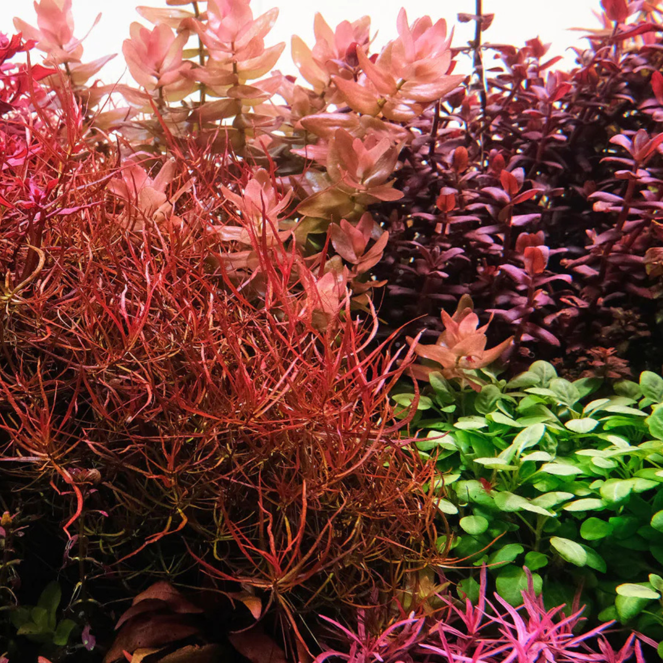 Ludwigia Arcuata