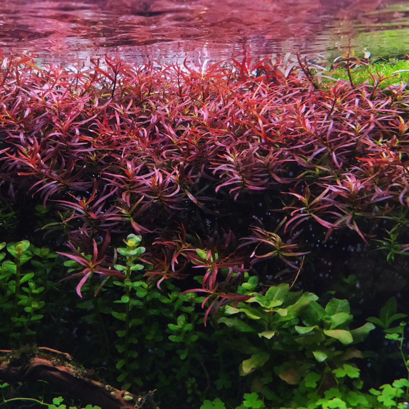 Ludwigia Arcuata