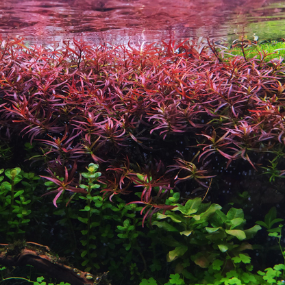 Ludwigia Arcuata