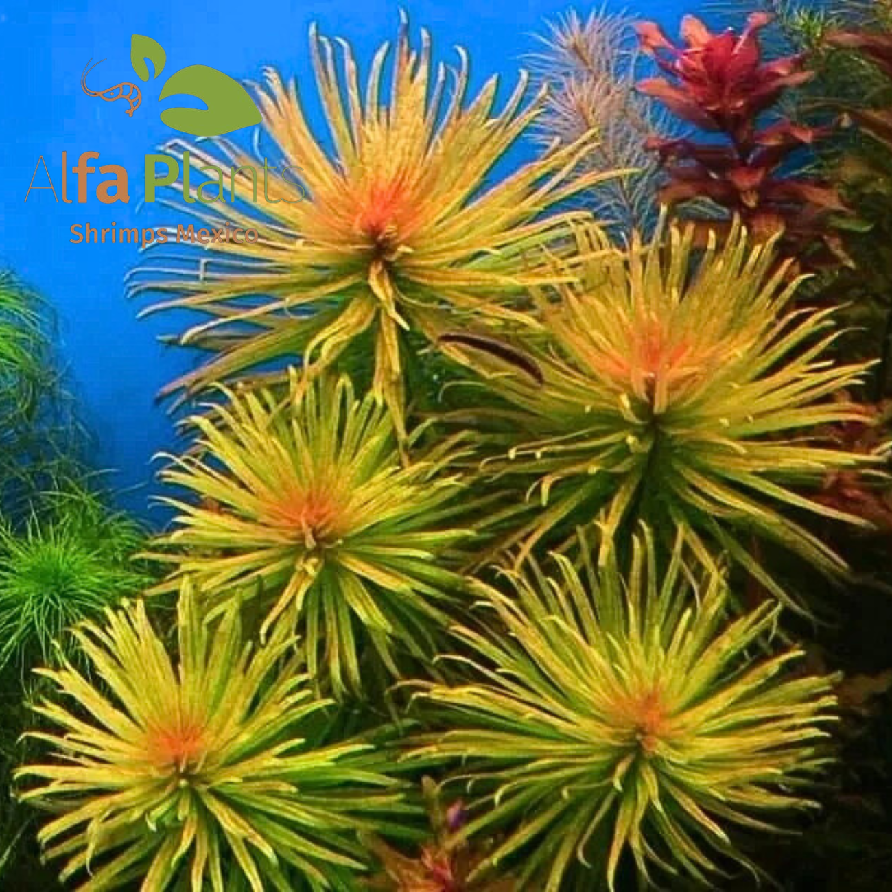 Ludwigia Inclata var. Verticillata Cuba