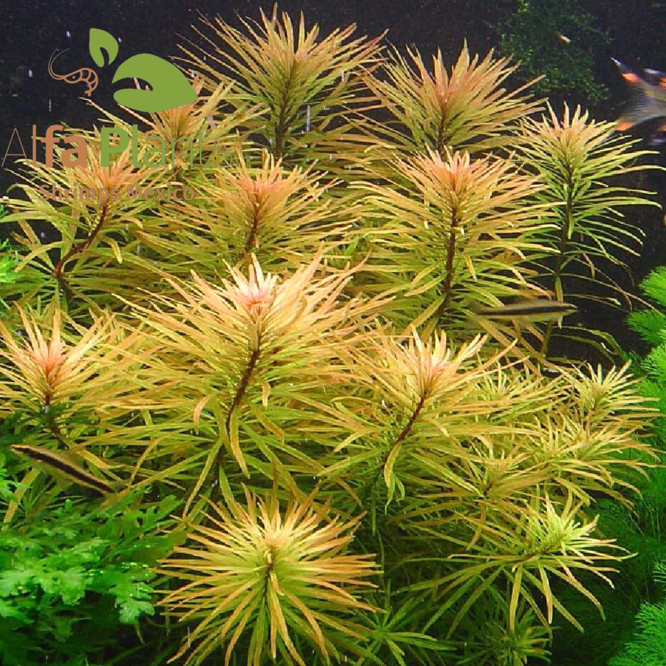Ludwigia Inclata var. Verticillata Cuba