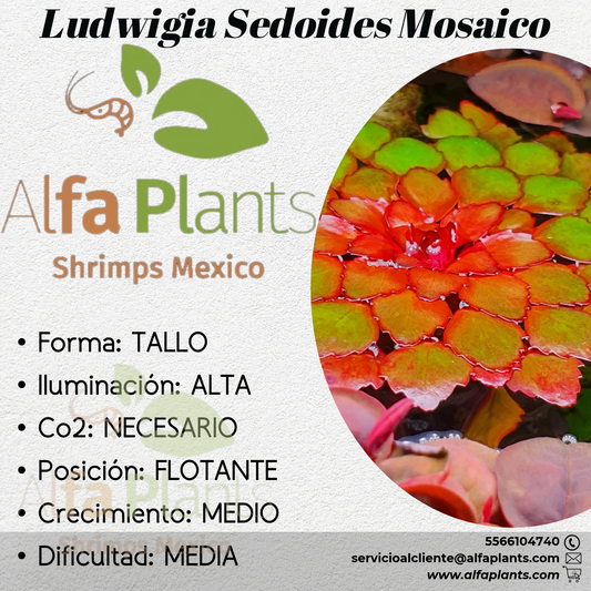 Ludwigia Sedoides Mosaico