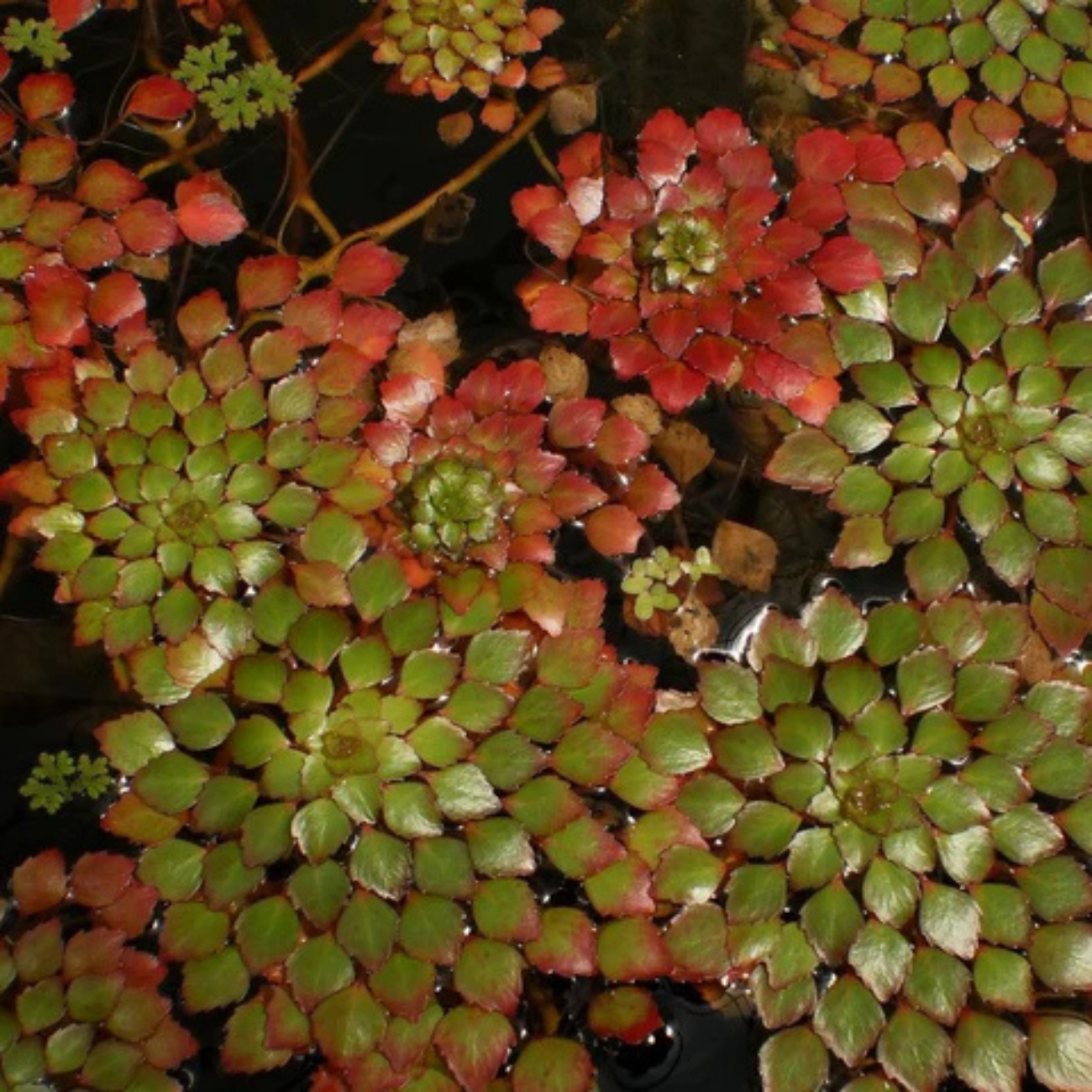 Ludwigia Sedoides