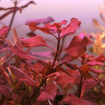 Ludwigia sp. Super Red Mini