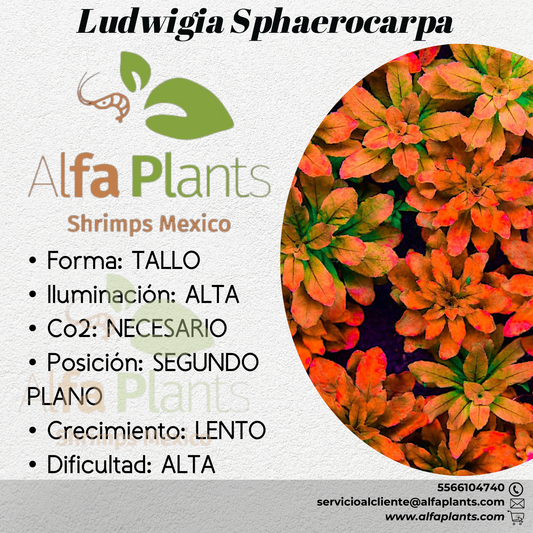 Ludwigia Sphaerocarpa