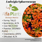 Ludwigia Sphaerocarpa