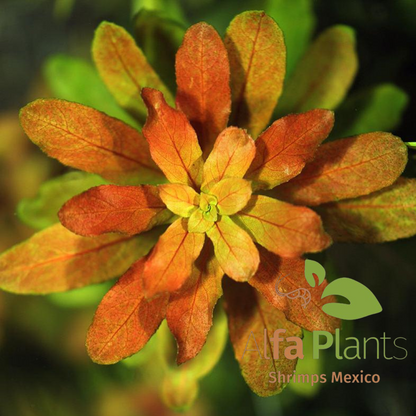 Ludwigia Sphaerocarpa