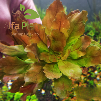 Ludwigia Sphaerocarpa