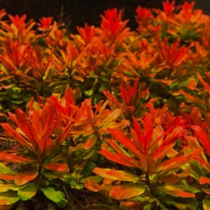 Ludwigia Sphaerocarpa